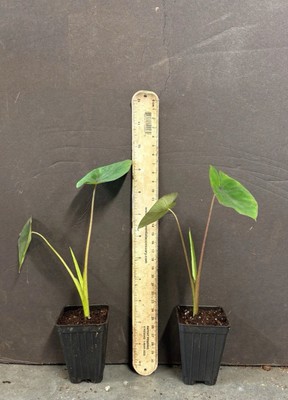 Blue Hawaii -Colocasia esculenta- Elephant Ear-SMALL ROOTED STARTER Plant |  eBay