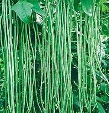 15 Asian Long Bean seeds - Productive Heirloom