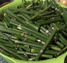 Cola de caballo (horsetail)