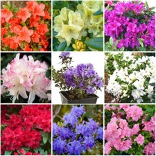[x8] Dwarf Rhododendron AND Japanese Azalea Collection | Variety |  Pot Plants