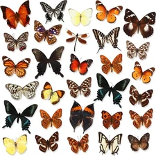 30 Pcs Taxidermy Butterfly Real Butterfly Specimen Artwork Material Decor Natura