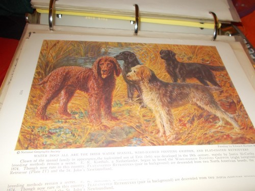 EH Miner Irish Water Spaniel, Griffon Flat-Coat Retriever bookplate 1937 Nat Geo