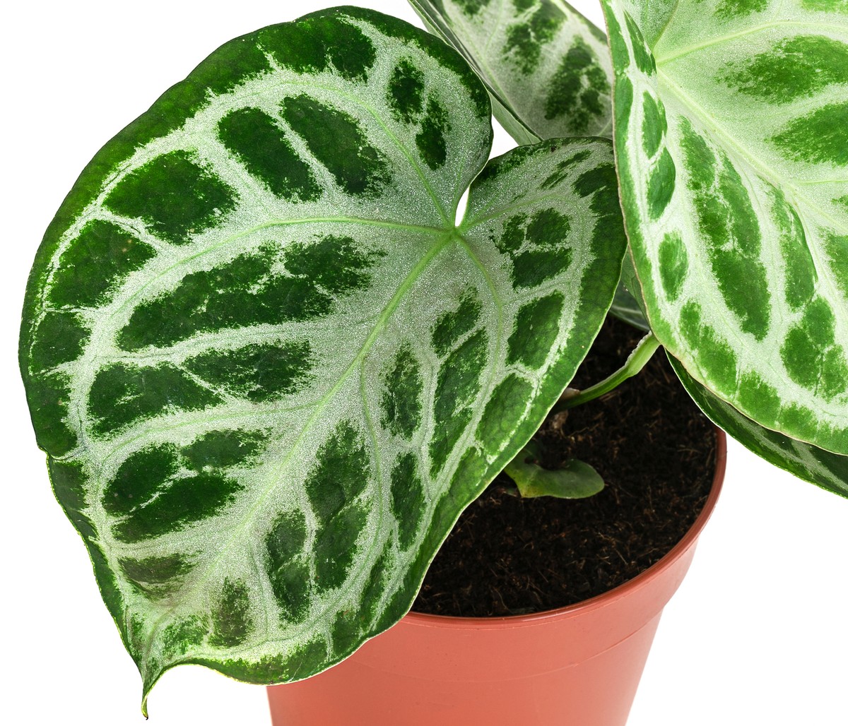 Herzblattblume Anthurium Silver Blush Zimmerpflanze versch. Gren, Dehner  | eBay.de