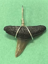 SHARK TOOTH PENDANT Fossilized 1 Inch Upper LEMON Shark Tooth 