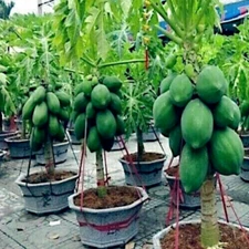 30 +"DWARF SOLO WAIMANALO TREE SEEDS" (Carica Papaya) Fast Fruit Houseplant