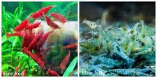 5 1 Fire Red  5 1 Blue Jelly Freshwater Neocaridina Aquarium Shrimp
