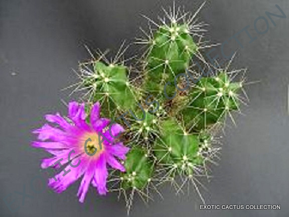ECHINOCEREUS CINERASCENS , @j@ exotic cacti rare cactus plant seed - 15  SEEDS | eBay