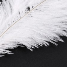 Ostrich Feathers 60Pcs 20-25Cm White Natural Wedding DIY