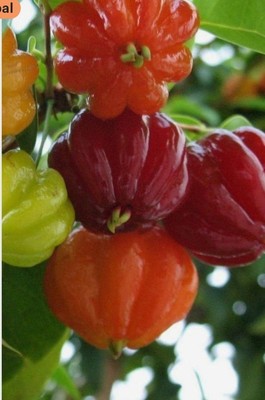 Pitanga Fruit Tree   Live Eugenia uniflora Plant, Large Surinam Cherry, 3  ft