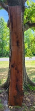 Black Walnut Slab   Live Edge    12 feet long with bullets lodged