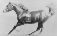 Arabian Horse - Reprint