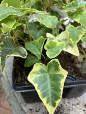 3 Rooted Yellow/Gold Variegated Ivy Plants