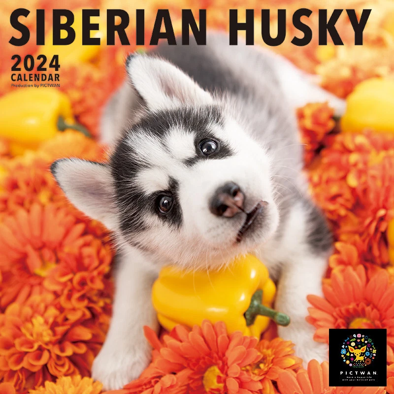 2024 Pictwan Dog Calendar Siberian Husky L | eBay
