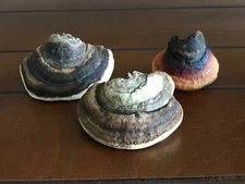 Real Preserved Shelf Fungi - for Decorations, Crafts, Terrariums, Vivariums