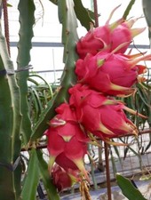 Dragon Fruit Selenicereus undatus Pitahaya 3 cacti plants