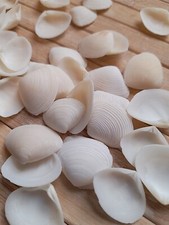 40 white SEASHELLS small clam Sea Shells Arts Craft Wedding Beach 10-25 mm