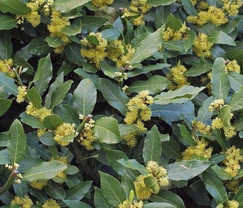 Laurus nobilis | Bay Laurel | Sweet Bay | 10 Seeds - Picture 3 of 7