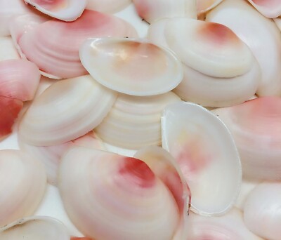 Pink Clam Sea Shells, 4 OZ Apprx. 70 PC Shells, 1 Inch ~ 1-7/8 Inch