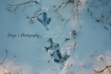 Digital image picture wallpaper three chicken tracks in snow photo by Paige