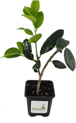 Ilex Nellie R Stevens Holly  3 inch Pot, Lot of 10