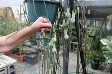 ceropegia ampliata