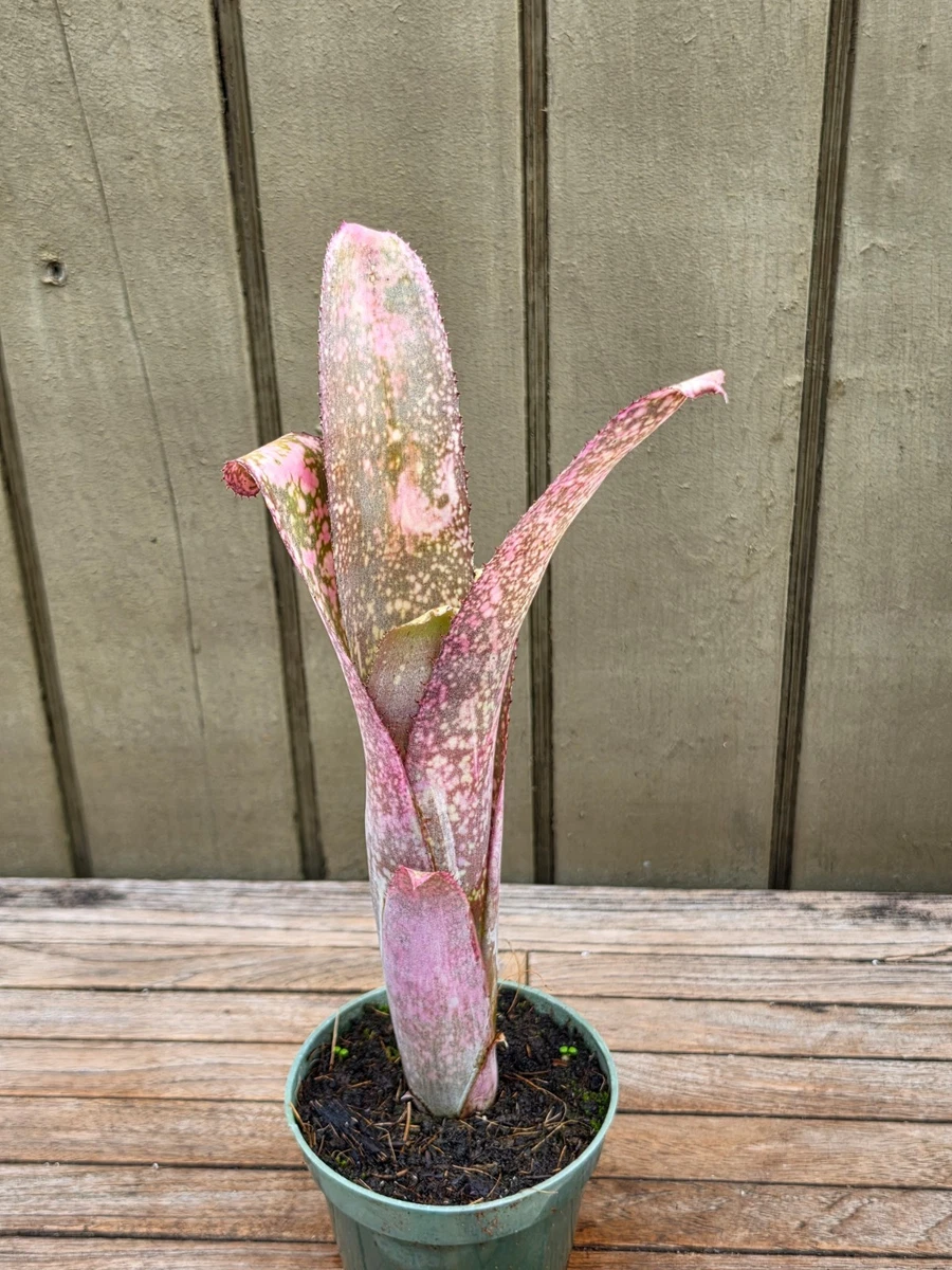 Billbergia for sale - eBay