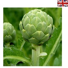 Artichoke Green Globe Seeds - 15 Seeds + Free Gift