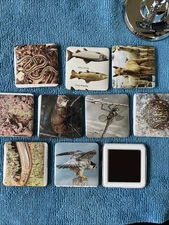 Souvenir Fridge Magnet 2x2” Set Of 10 Animals Of America Valued ~30$