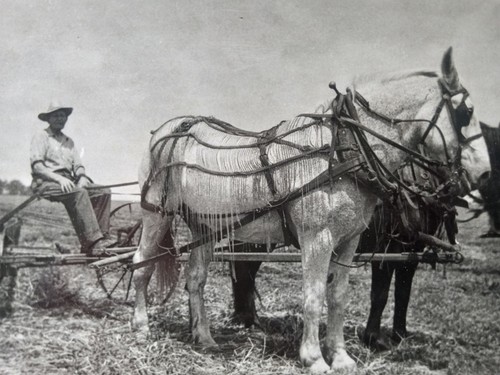 Draft Horses Farmer Plowing Field Snapshot Photo Farming Animals c.1940 - Picture 9 of 14