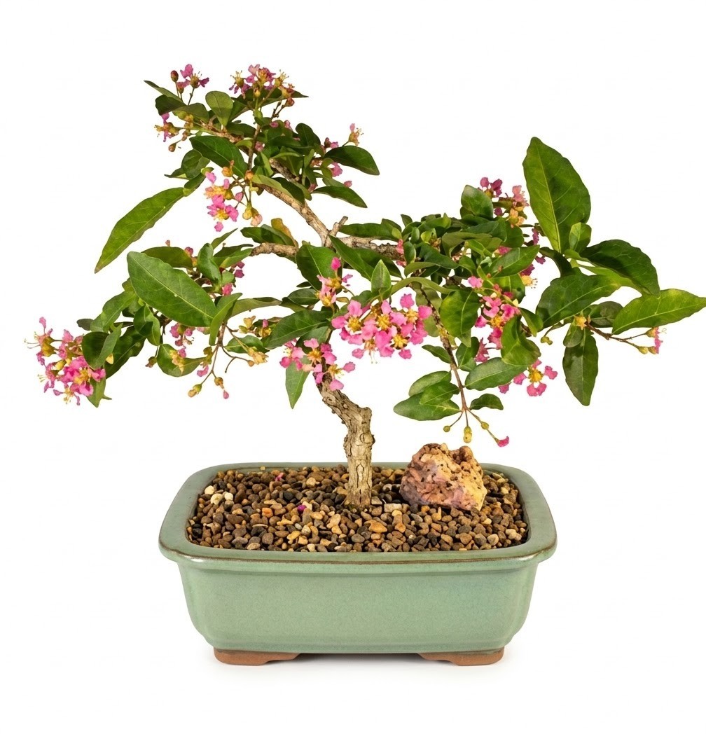 fertilize fiddle leaf fig Fiddle Leaf Fig and House Plant Fertilizer Pellets main image 0