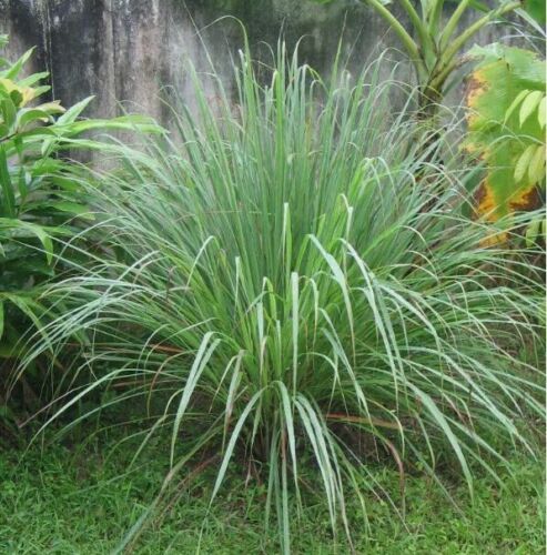 Dried Lemongrass Leaves Organic Cut Powder Lemon Grass Premium Herbal Spices Tea - Picture 16 of 18