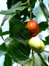 Ziziphus mauritiana FRUIT TREE Seeds!