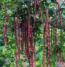 Red Noodle Yard Long Bean Seeds Chinese Purple Cowpea Beans Asian Seed 2025