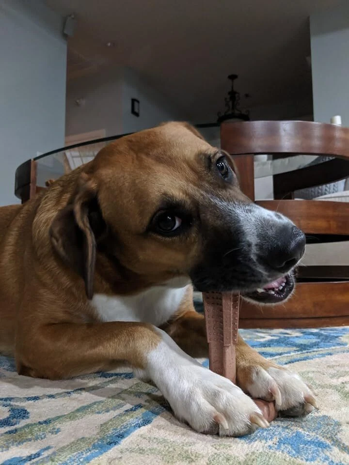 Juguete duradero para masticar perros para masticadores pesados sabor carne de res ecológico nailon bambú Foto 3 de 4