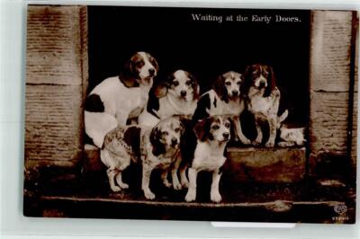 39282187 - Beagel Hunting Dog