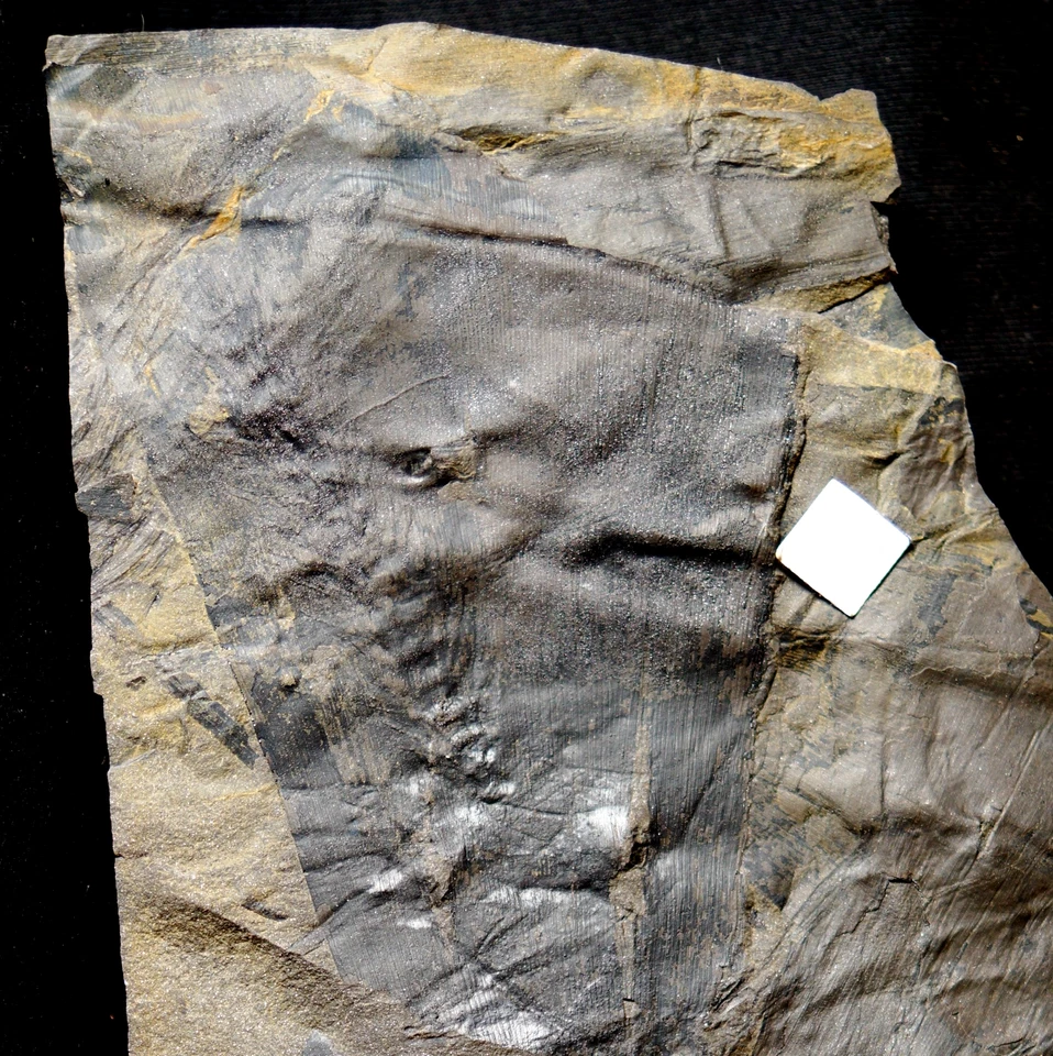 Carboniferous plant oldest know ginkgo fossil Ginkgophytopsis w it's cone ! - Image 2 of 4