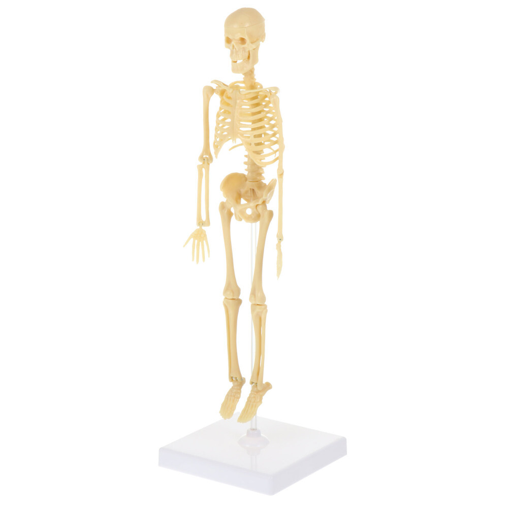 skeleton anatomy model anatomical skeleton anatomy skeleton