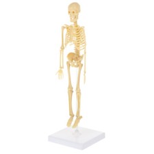 skeleton anatomy model anatomical skeleton anatomy skeleton Skeleton Model