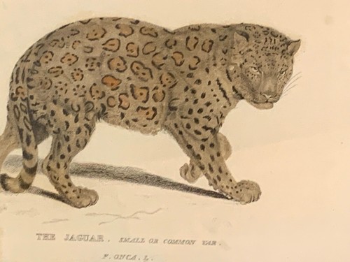 Impresión antigua del siglo XIX: Jaguar - Whittaker pequeño o común coloreado a mano - Enmarcado - Imagen 6 de 11