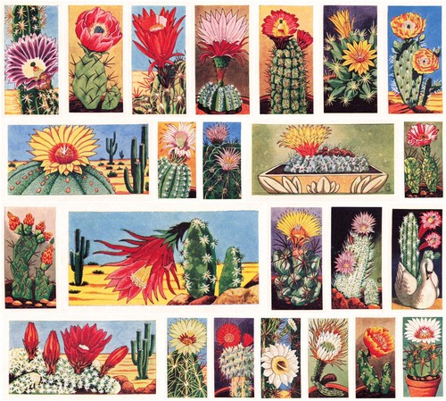 Lamberts of Norwich Cacti (1962) Very Good Condition - New Old Stock. - Picture 1 of 2