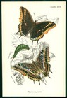 Estampe ancienne originale couleur 1896 - PAPILLONS CHARAXES JASIUS (LN221)