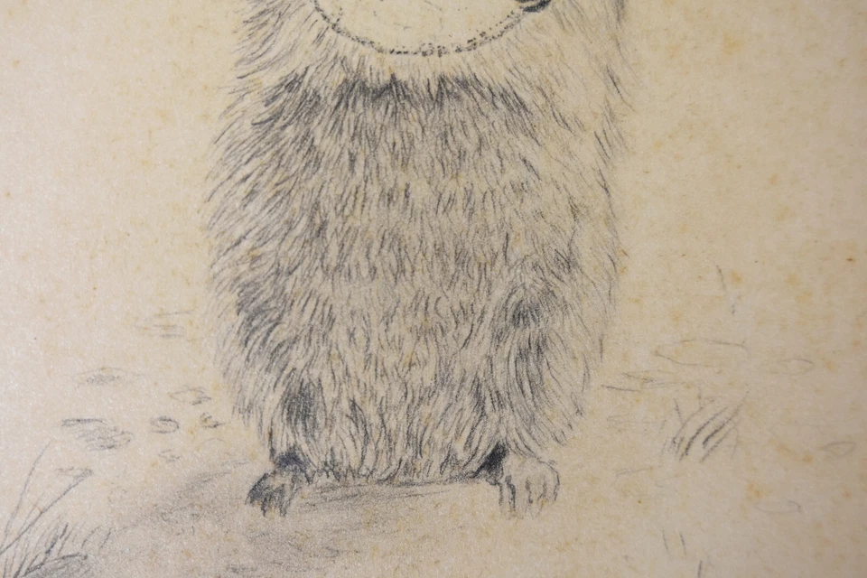 Boceto de dibujo a lápiz de colección Ardilla terrestre ártica Candace McCall Americana Foto 4 de 4