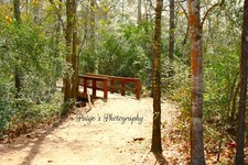 Digital image picture wallpaper bridge in middle of forest photo by Paige