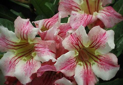Adenium Obesum Mixed Seeds From Single/Double/Triple Flowering Plants ~ Bonsai - Picture 21 of 24