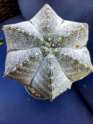 LARGE ASTROPHYTUM HYBRID GRAFT *** GORGEOUS HYBRID! ! ***