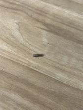 Winchester Model 50/59 Shotgun, Carrier Lock Spring, W-1182