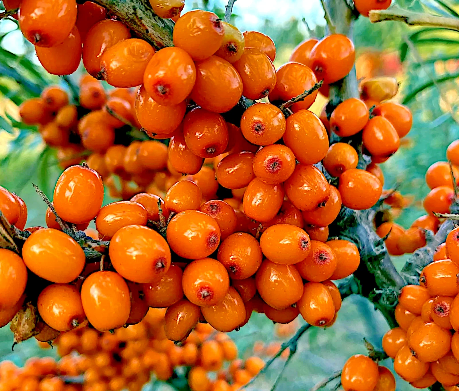 Sea Buckthorn "Seaberry" Tree Seeds (Hippophae Rhamnoides) Cold Hardy Fruit - Picture 1 of 14