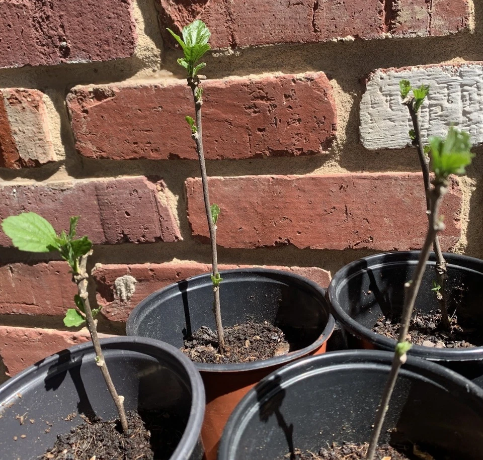 1 White Hibiscus Rose of Sharon Live Flowering Plant Potted Edible Hardy 7-12” - Image 3 of 4