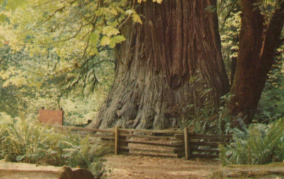 #ad #ad Big Tree at Bull Creek Flat on Redwood Highway California Chrome VTG Post Card $8.23
