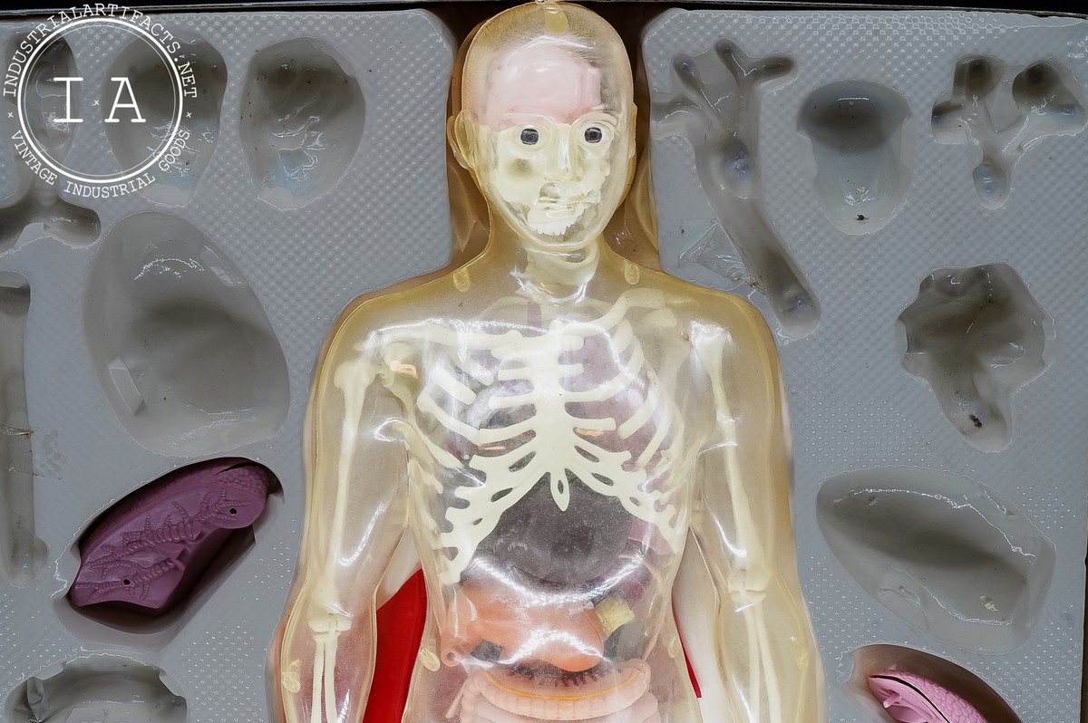 Vintage Interactive Paradise Human Anatomy Male Model | eBay